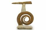 Early Devonian Ammonoid (Anetoceras) With Cephalopod #322507-1